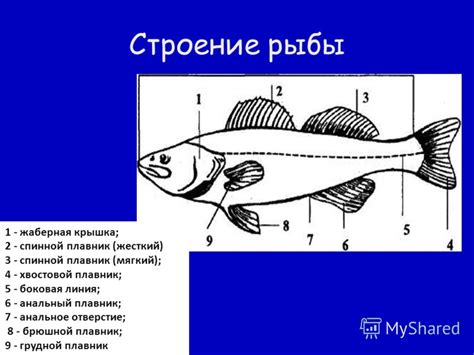 Презентация на тему: "Механическая кулинарная обработка рыбы. Строение ...