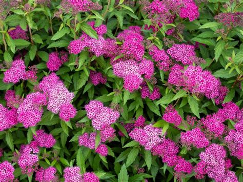 Low Maintenance Bushes Beginner Shrubs For Easy Landscaping