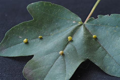 Solitary Maple Leaf Gall Mite Aceria Macrochela INaturalist