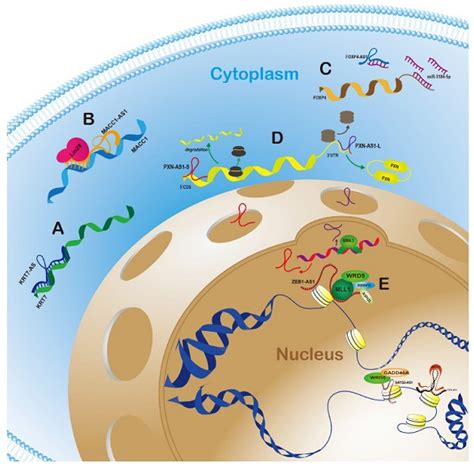 The Patterns Of Antisense Long Non Coding Rnas Regulating Corresponding