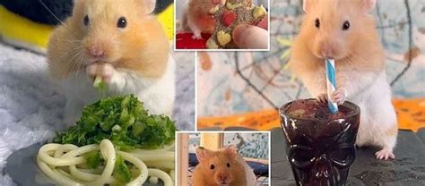 Hamster Owner Treats His Pets To Home Cooked Meals Hot Lifestyle News