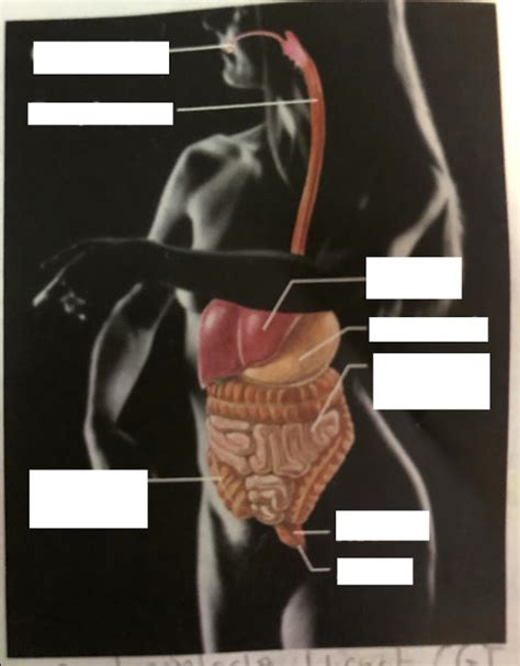 Digestive System Diagram Quizlet