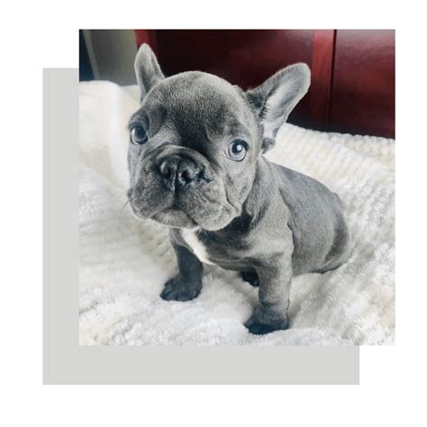 Blue Teacup French Bulldog Puppies | Teacup Blue Frenchies
