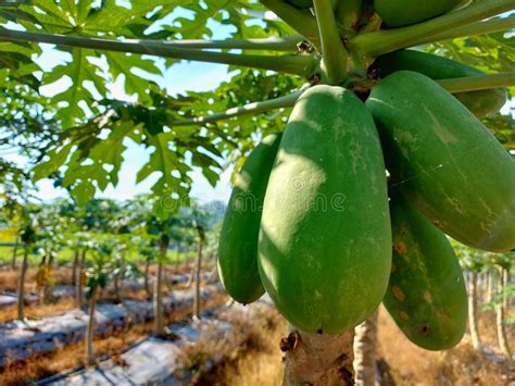 Papayas Growing On Tree Stock Photo Image Of Agriculture 280315694