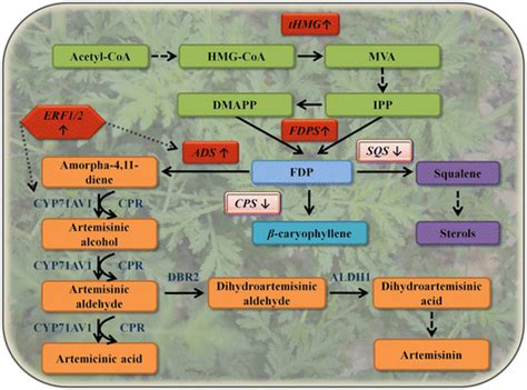 Full Article Metabolic Engineering Of Plants For Artemisinin Synthesis