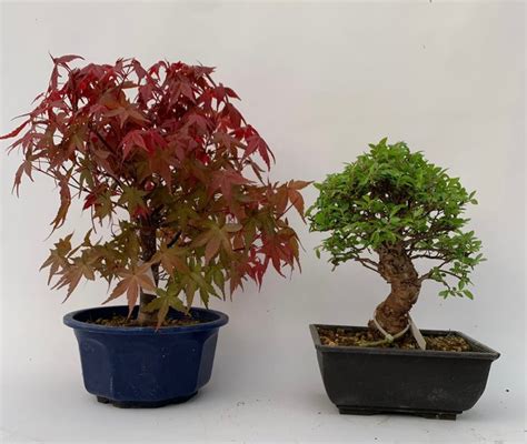 Chinese Iep Bonsai Ulmus Parviflora Cm Japan Catawiki