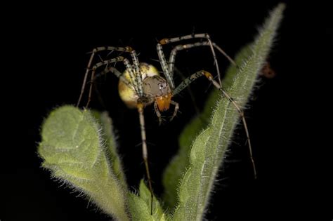 Premium Photo Adult Female Lynx Spider Of The Species Peucetia Flava