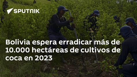 Bolivia Espera Erradicar Más De 10 000 Hectáreas De Cultivos De Coca En