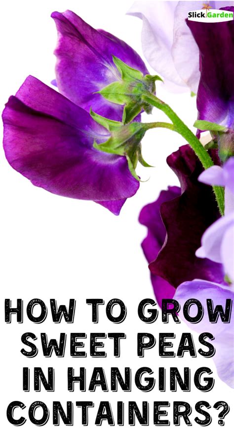 How To Grow Sweet Peas In Hanging Containers In 2021 Growing Sweet Peas Sweet Pea Flowers