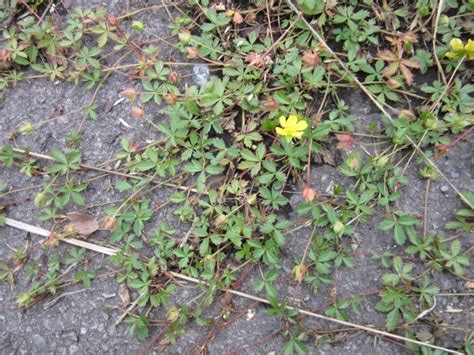 Creeping cinquefoil | Plant-Lore