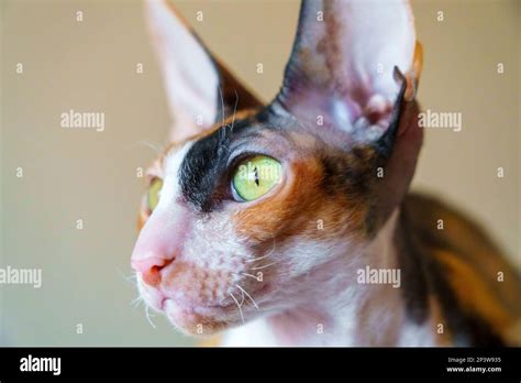 Black Cornish Rex Cat Hi Res Stock Photography And Images Alamy