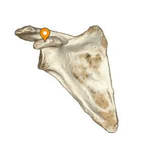 Coracoid process - e-Anatomy - IMAIOS