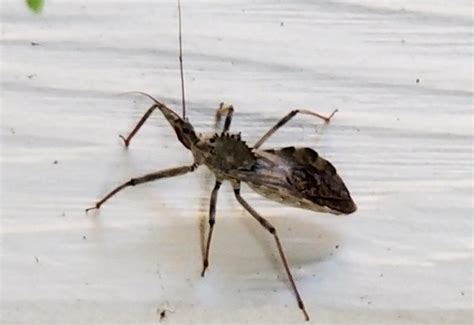 Do Wheel Bugs Bite Uncovering The Truth About These Insects Whats