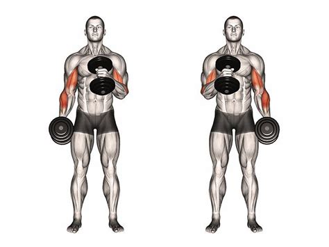 Hammer Curls Vs Bicep Curls Which One Builds Bigger Arms Bicep