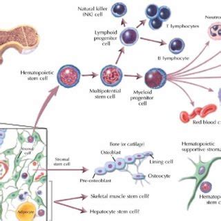 Distinguishing features of progenitor/precursor cells and stem cells. A... | Download Scientific ...