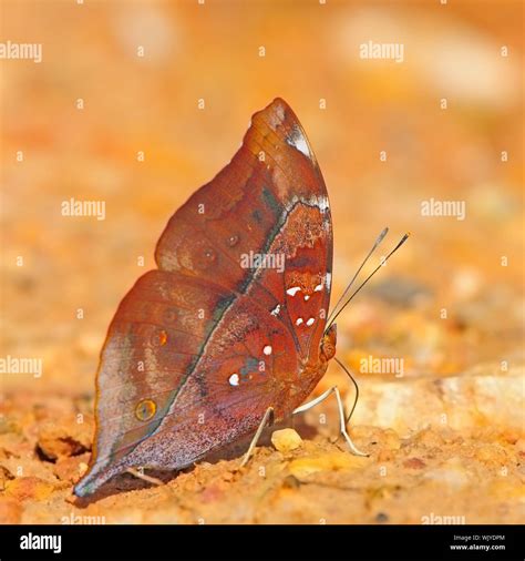 Butterfly Autumn Leaf Doleschallia Bisaltide Stock Photo Alamy