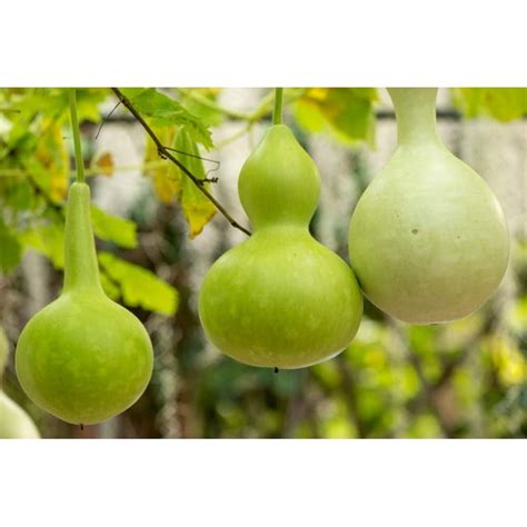Birdhouse Gourd Seeds 10 Seeds Used As Canteen In Antiquity