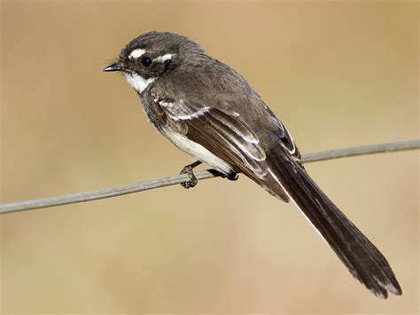 Gray Fantail Ebird