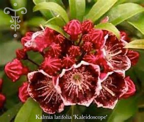 Kalmia Latifolia Kaleidoscope Pepiniere Botanique