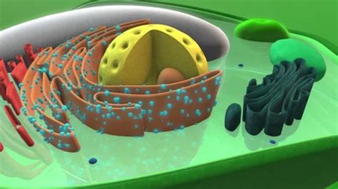 Zoom in into a plant cell, 3d animation | Stock Video | Pond5