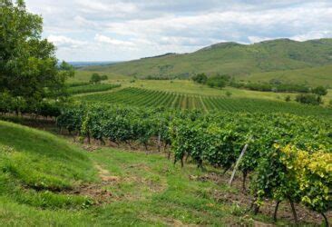 Romanian Wine Tasting: Finding Feteasca Neagra in Dracula Country