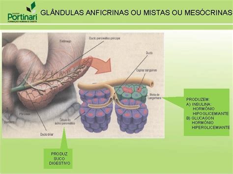 Glandula Anficrina - Tecido Epitelial Glandular O tecido epitelial secretor constitudo
