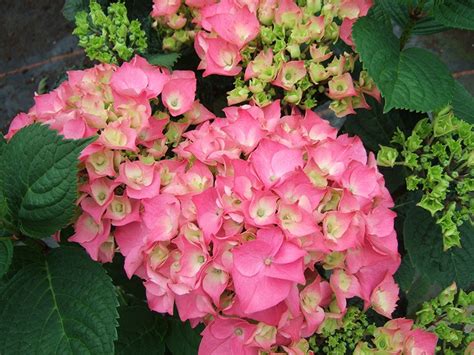 Hydrangea Macrophylla Rosita