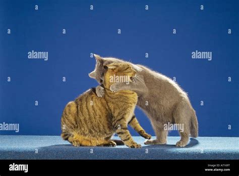 two cats - fighting Stock Photo - Alamy