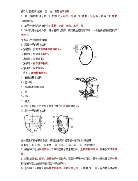 专题05 生物圈中有哪些绿色植物 2022年中考生物一轮复习抓重点考典型（人教版） 教习网试卷下载