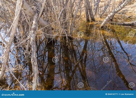 Reflections Of Tree Branches In The Water Stock Image Image Of