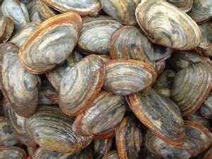 Clams | Maine Aquaculture