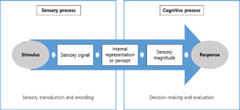 Sensory Stimulus ↔ Response Process Download Scientific Diagram