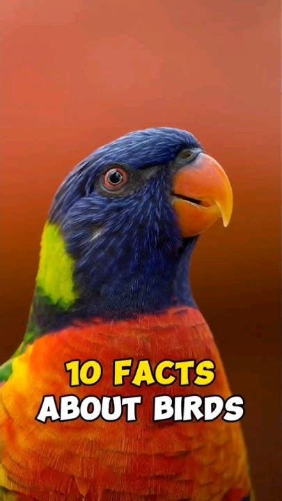 10 Facts About Birds Part 1 Birds Birdslover Factshorts Animals