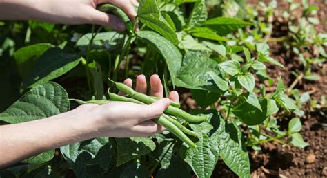 Semer les haricots à rame découvrez les meilleures techniques