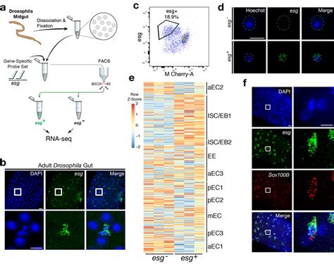 Isolation And Transcriptional Profiling Of Isc Ebs From The Adult