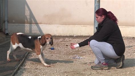 Dans Les Coulisses Du Refuge SPA Des Cailloux De Dijon 3 4 YouTube