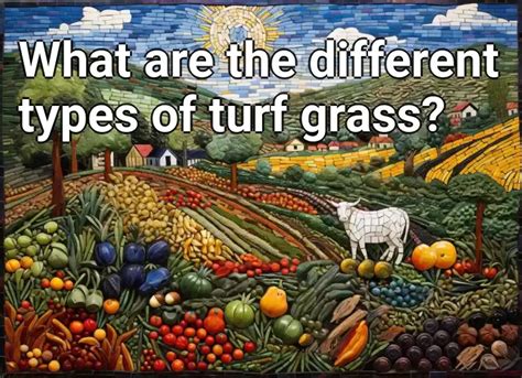 What are the different types of turf grass? – Agriculture.Gov.Capital