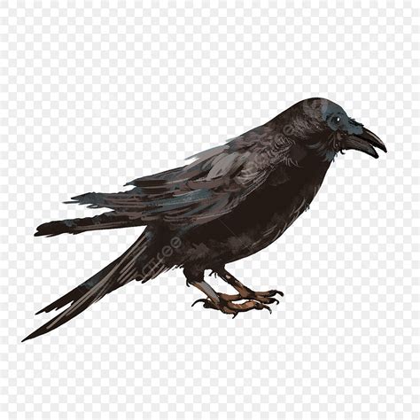 Head Down Png Transparent Standing Crow With Head Down Clip Art Black