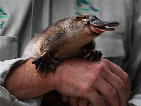 A Man Stole A Platypus From Its Habitat And Took It On A Tour Of An