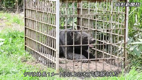 大江のモモ畑でクマ1頭捕獲 Youtube