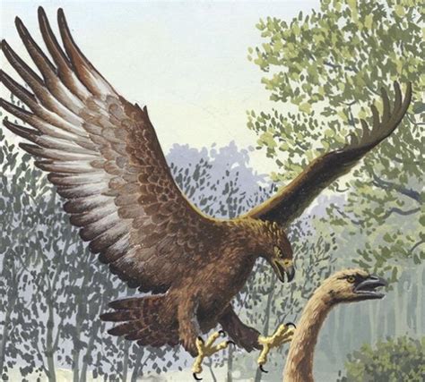 The Haasts Eagle Harpagornis Moorei Is An Extinct Species Of Eagle