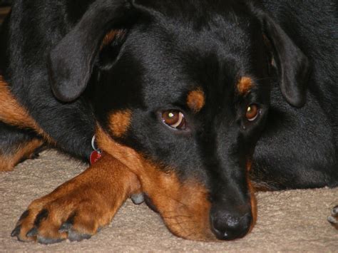Understanding The 3 Stages Of A Dogs Birthing Process Pethelpful