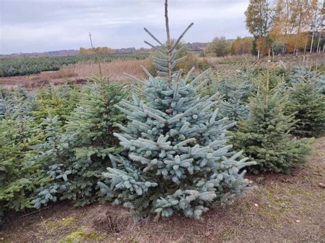 Świerk srebrny Choinki 185 300 piękny z Plantacji Choinek na Mazurach