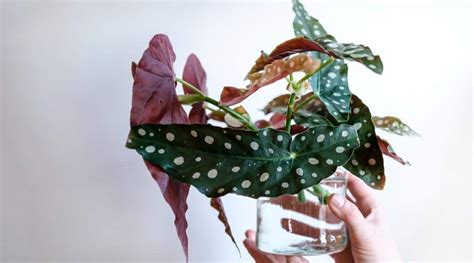 How To Plant Grow And Care For Begonia Maculata