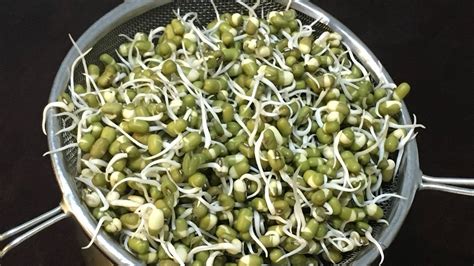 How To Sprouts Moong Beans Diy Mung Beans Sprouts Youtube