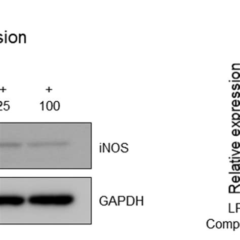 Inhibitory Effects Of Compound 9 On Lps Induced Inos Expression In Raw