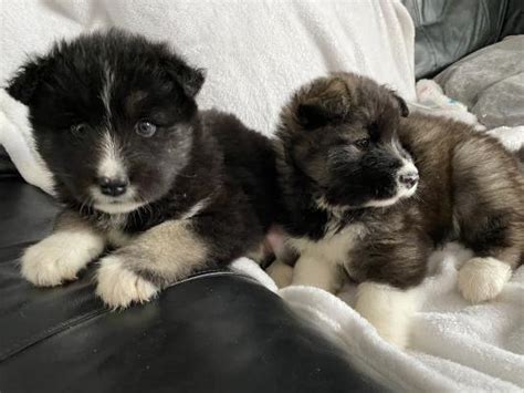 Alaskan Malamute X Akita Puppies For Sale Ukpets