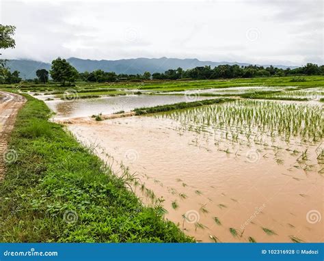 Agriculture Rice Field Flooded Damage Stock Photo Image 102316928