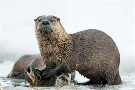 Sea Otter On Land