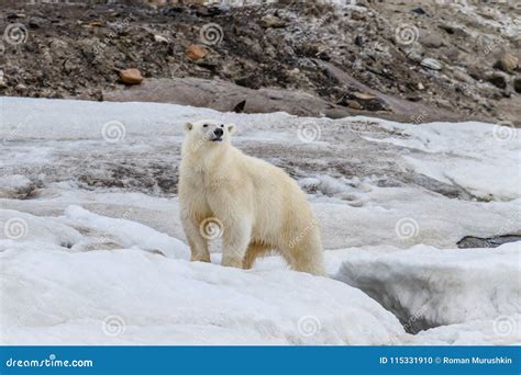 The Polar Bear Stand On The Ice Sheet Stock Photo Image Of